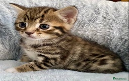 Mixed Breed cats for sale: Amazing, beautiful girl looking for home💕💕 - Image 7