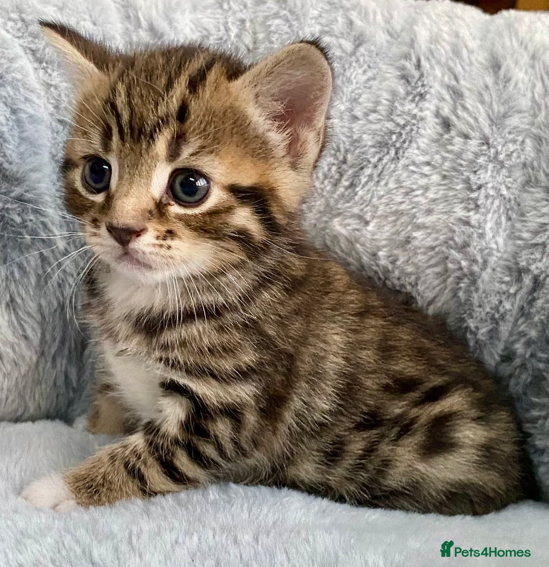 Mixed Breed cats for sale: Amazing, beautiful girl looking for home💕💕 - Image 7