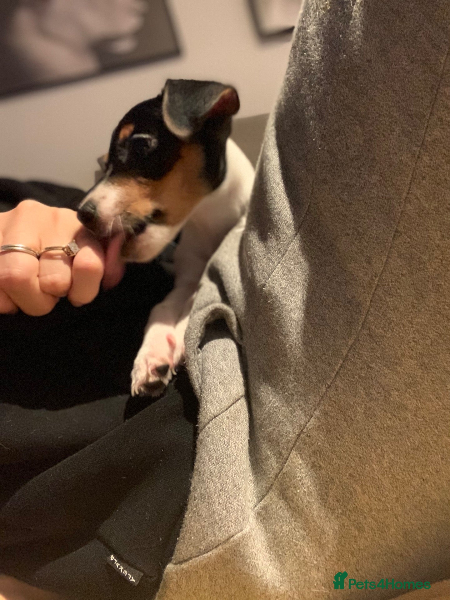 Jack Russell dogs for sale: Jack Russel  - Advert 2