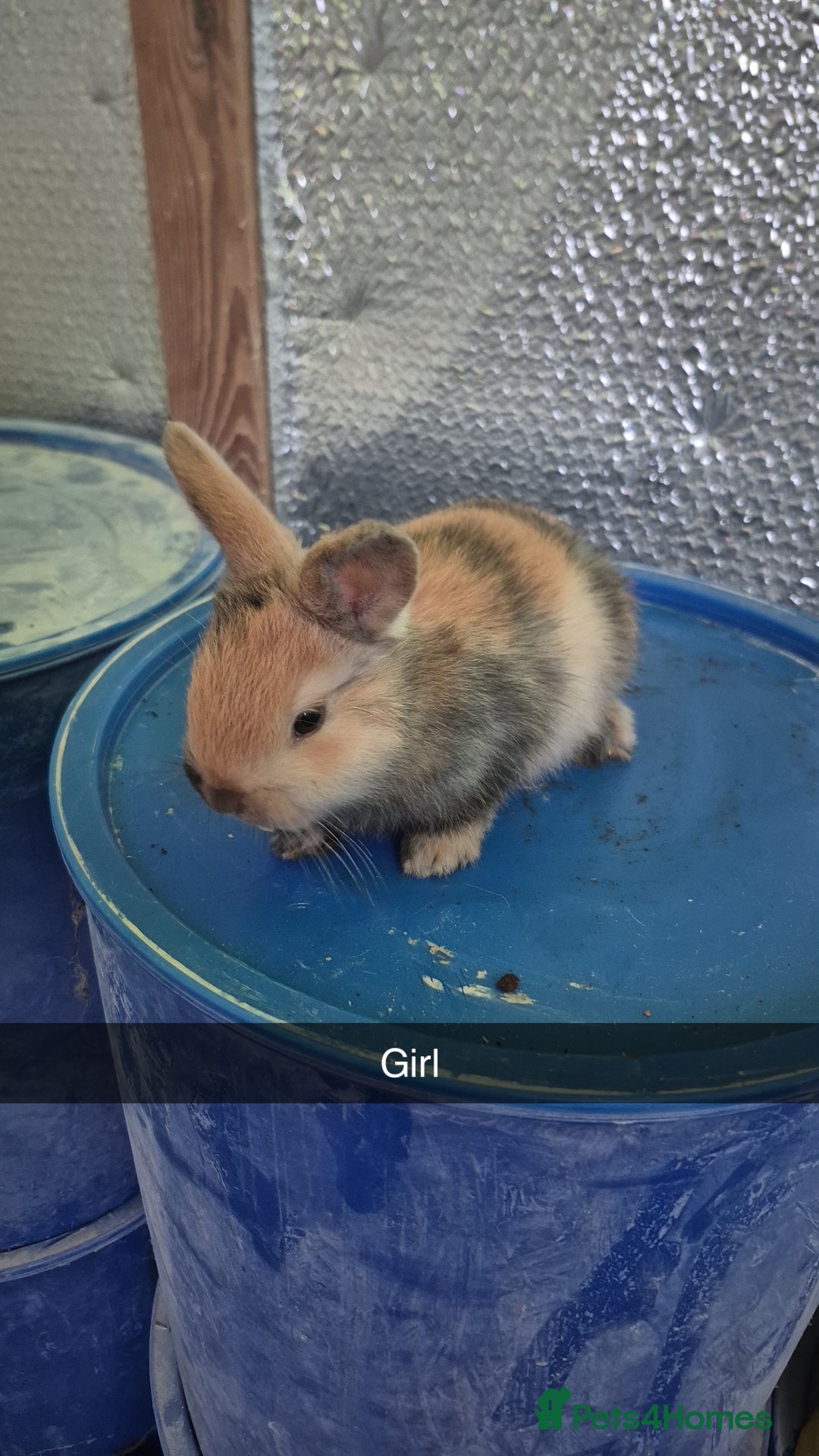 Lionhead rabbits for sale: Lionhead Baby bunny rabbits 8 weeks old - Advert 1