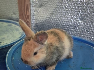 Lionhead rabbits Lionhead Baby bunny rabbits 8 weeks old - Advert 4