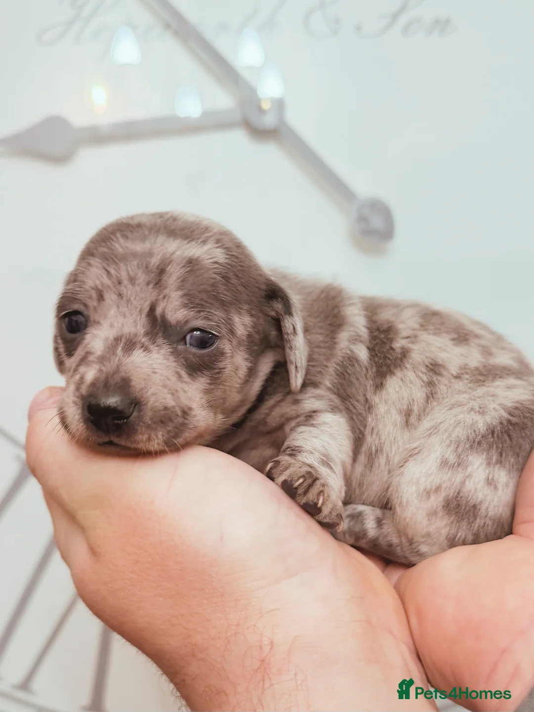 Chiweenie dogs for sale: 3 beautiful baby Chiweenie girls ready early March - Advert 17