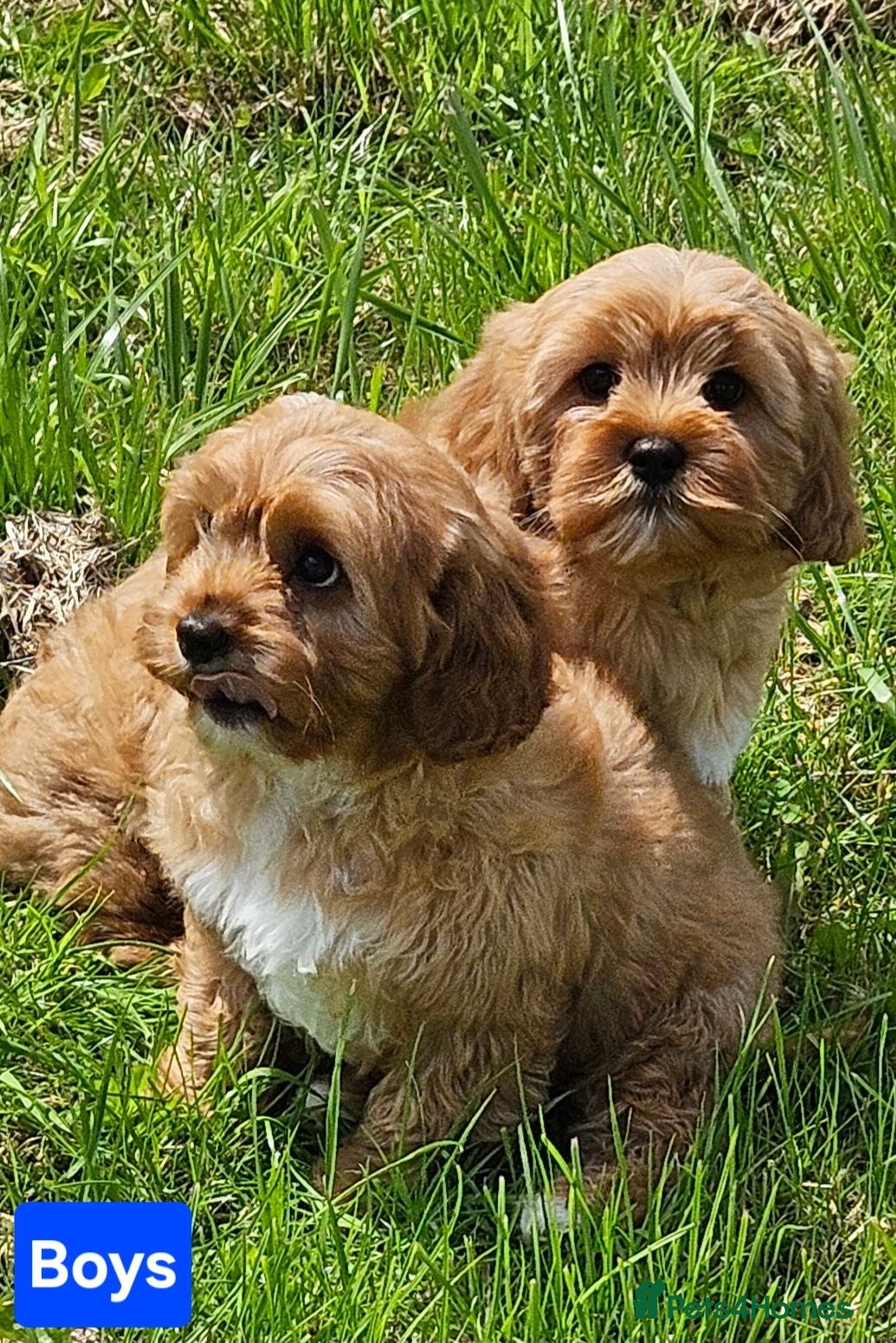 Cavapoo dogs 2 lovely cavapoo male puppies for sale  - Advert 7