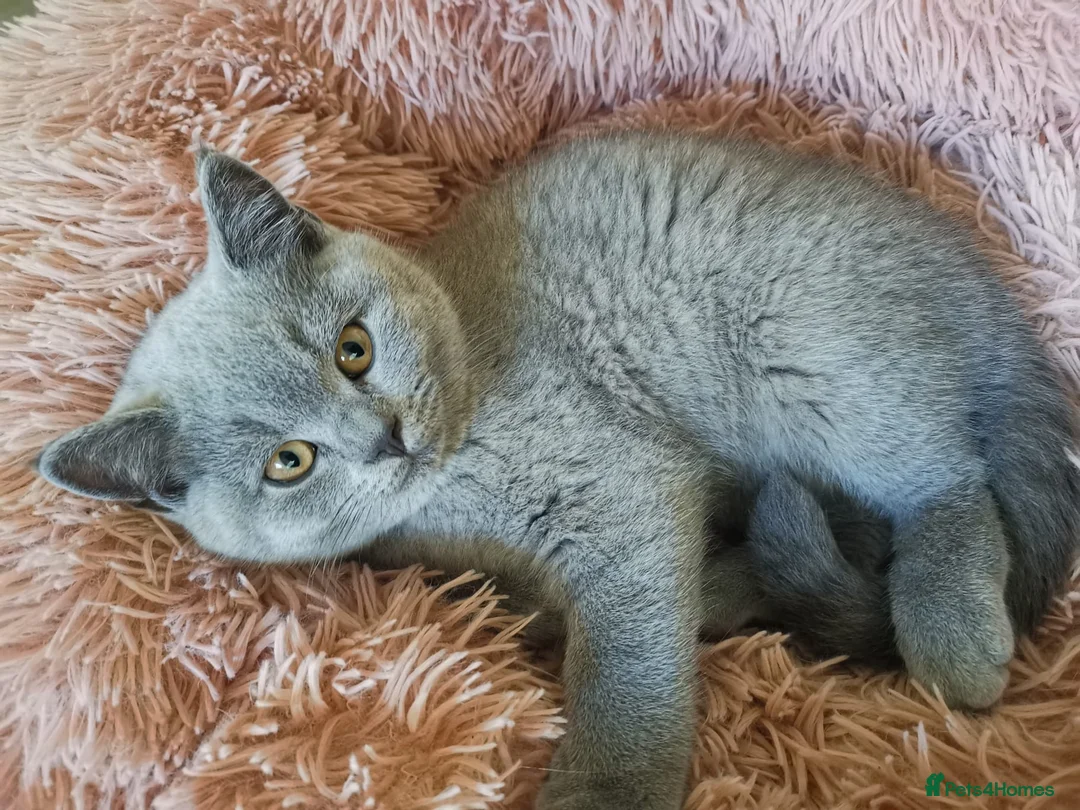British Shorthair cats for stud: 🩶 British Shorthair Stud  in Alloa - Advert 11