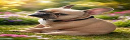 French Bulldog dogs for sale: 🐾Beautiful French Bulldog Puppies 🐾 - Advert 20