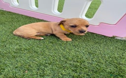 Mixed Breed dogs for sale: 7 beautiful jackshund puppies for sale - Image 13