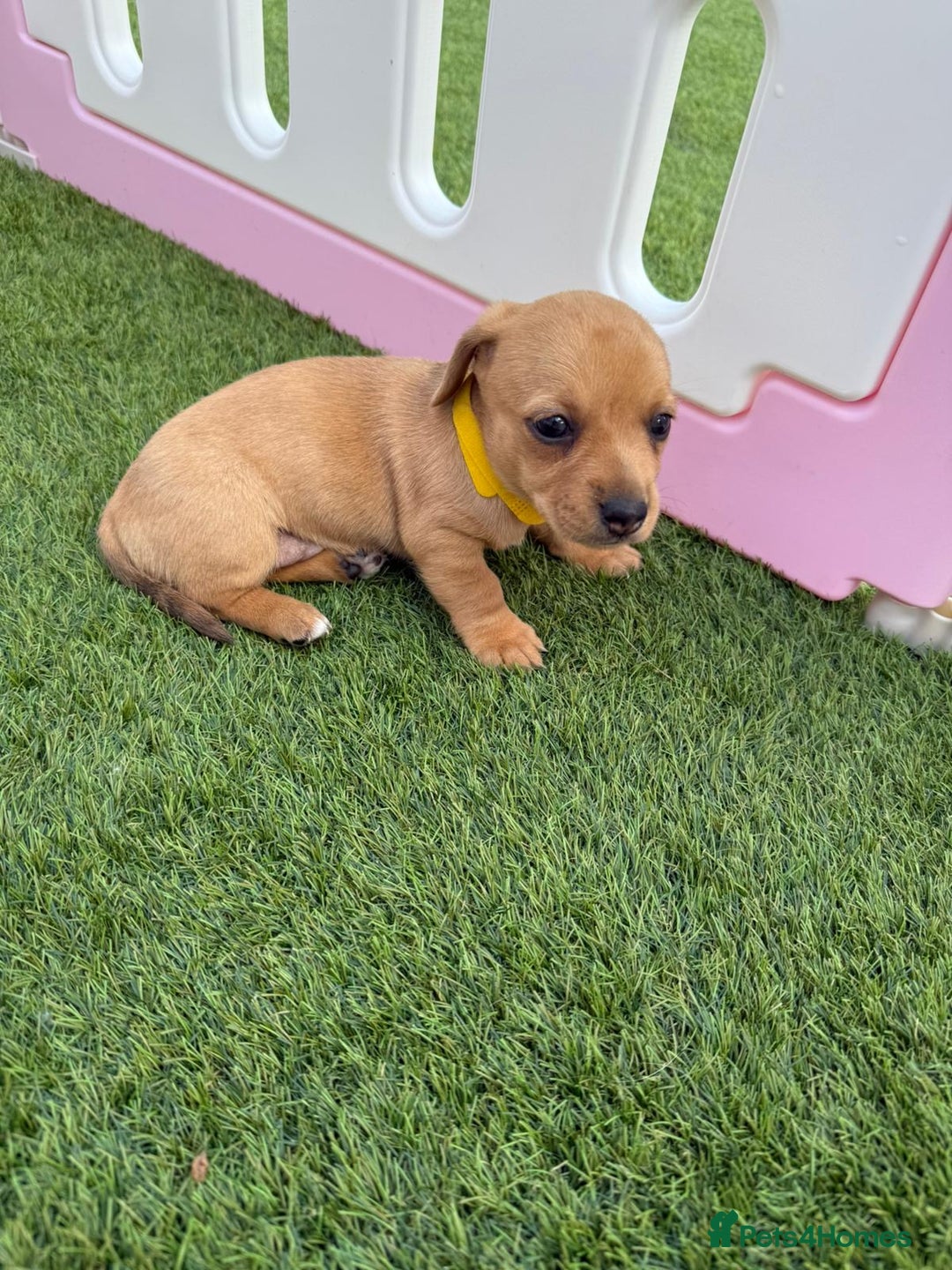 Mixed Breed dogs for sale: 7 beautiful jackshund puppies for sale - Image 13