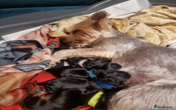 Yorkshire Terrier dogs for sale: Puppies for sale  - Image 9