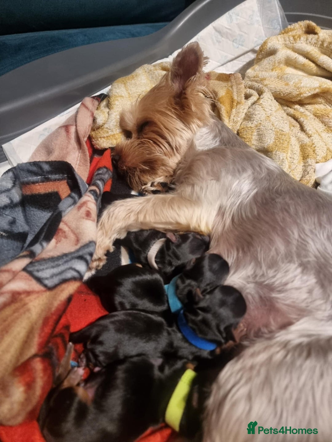 Yorkshire Terrier dogs for sale: Puppies for sale  - Image 9