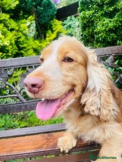 Cocker Spaniel dogs lyncham cocker spaniels  - Advert 1
