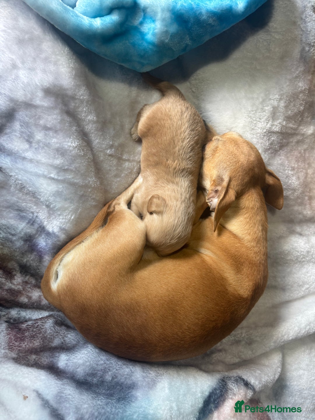 Chipoo dogs for sale: READY TO LEAVE THIS WEEK! Chipoo puppies - Advert 33