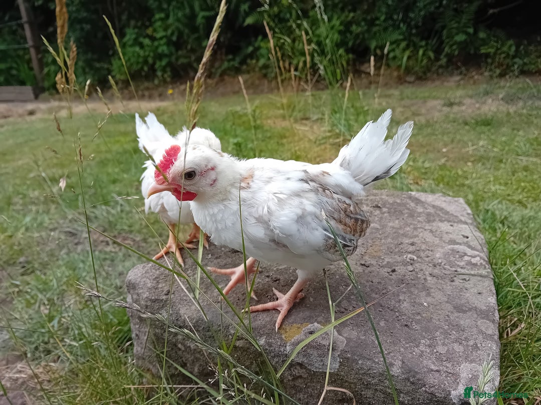 Chickens poultry for sale: Beautiful Tame Serama Trio - Handled Daily - Image 15