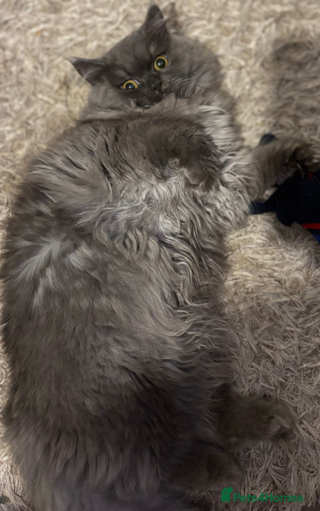 Persian cats for sale: Beautiful Persian girl  - Image 3