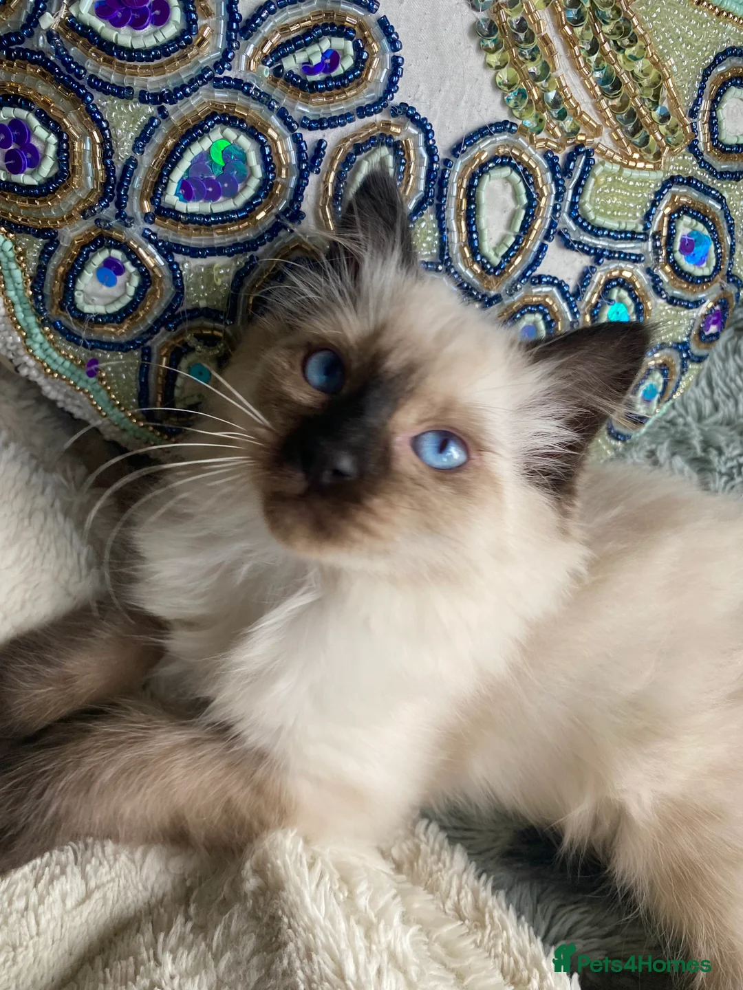 Ragdoll cats for sale: Adorable purebred Ragdolls  - Advert 40
