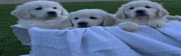 Golden Retriever dogs for sale: Golden retriever  - Advert 3