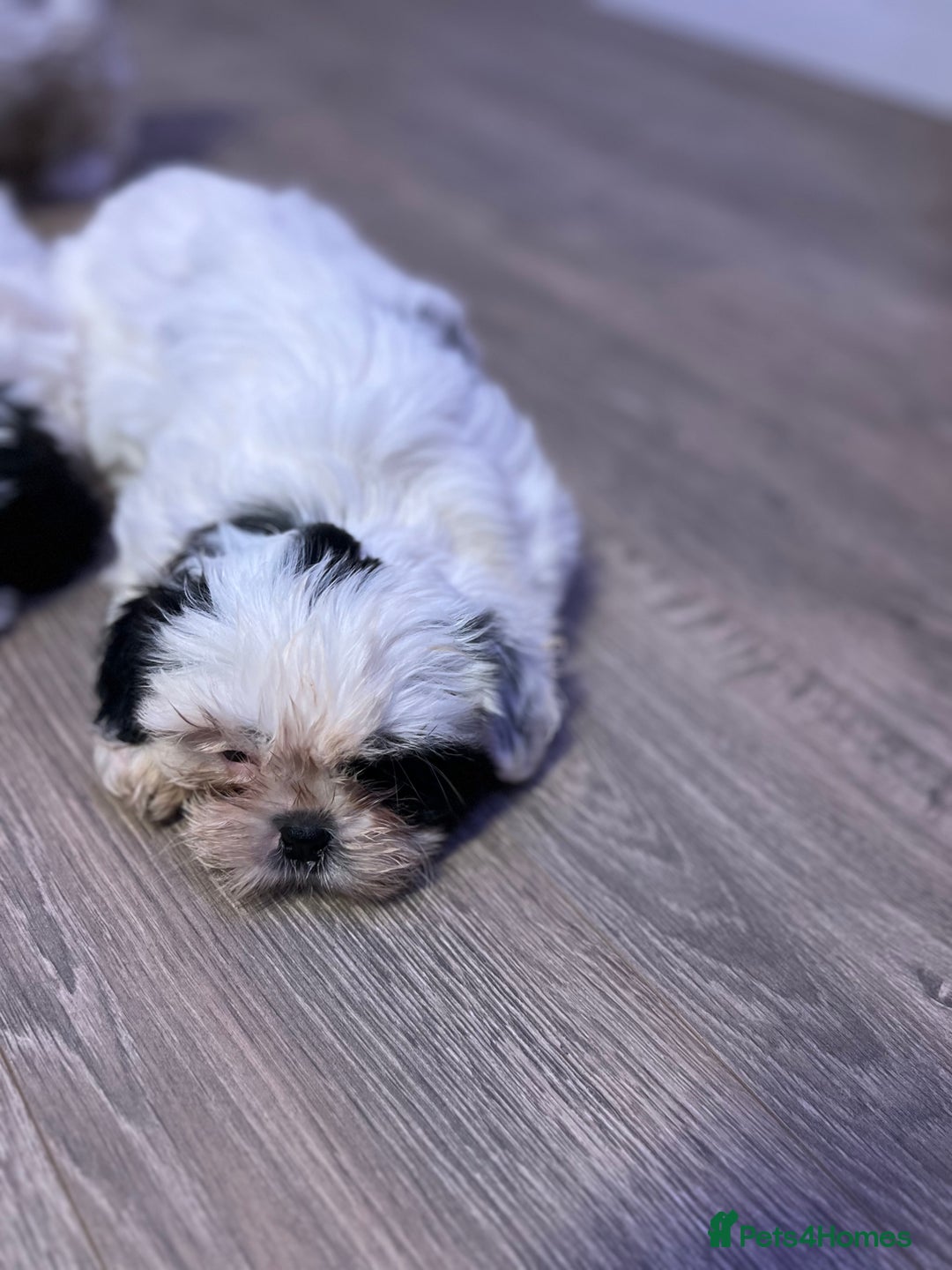 Shih Tzu dogs for sale: 2 lovely boys and 1 girl - Image 11