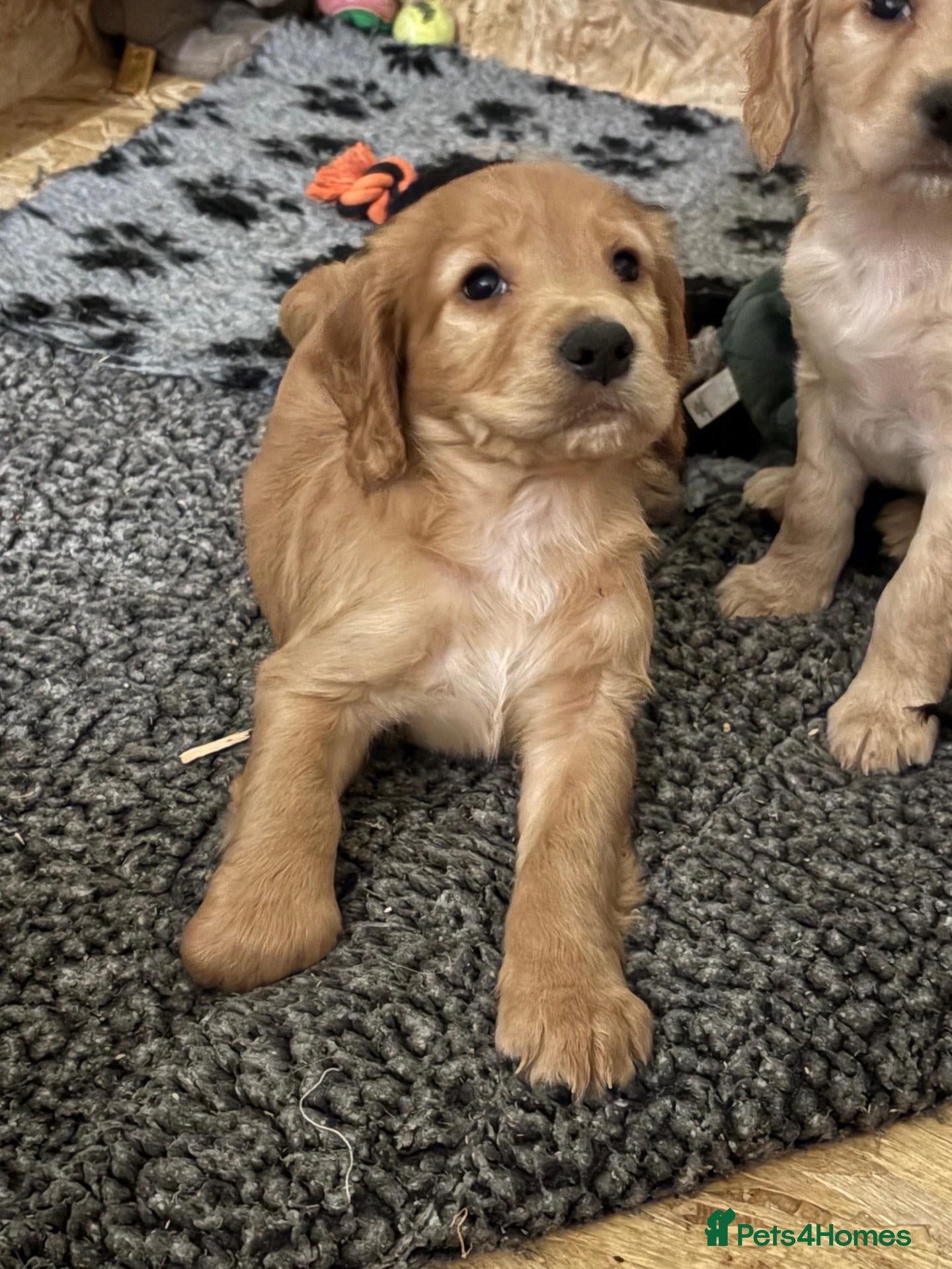 Cocker Spaniel dogs for sale: KC registered Working Cocker Spaniel Puppy £1295 - Advert 11