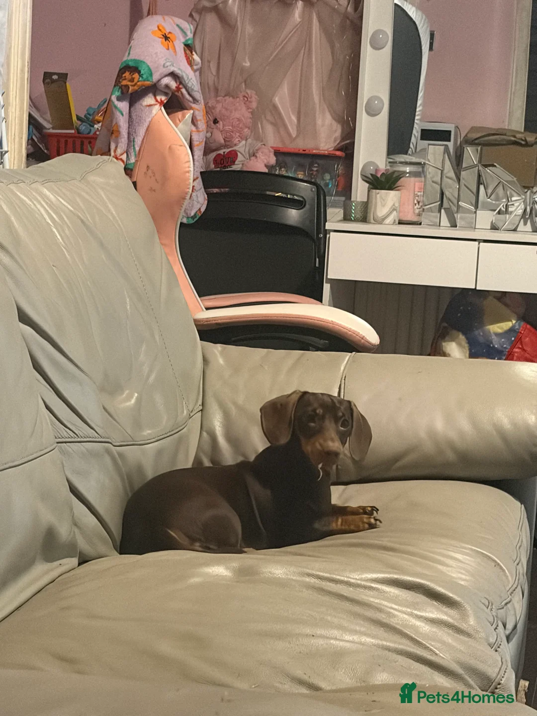 Dachshund dogs for sale: Beautiful mini dachshund!!! - Advert 3