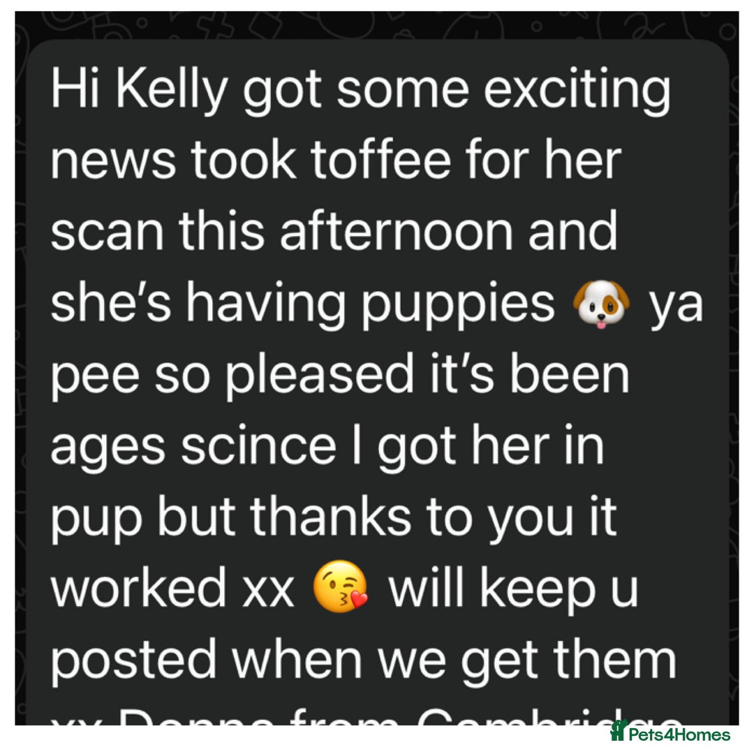 Toy Poodle dogs for stud: Kc Health tested fox red Toy poodle for stud - Advert 23