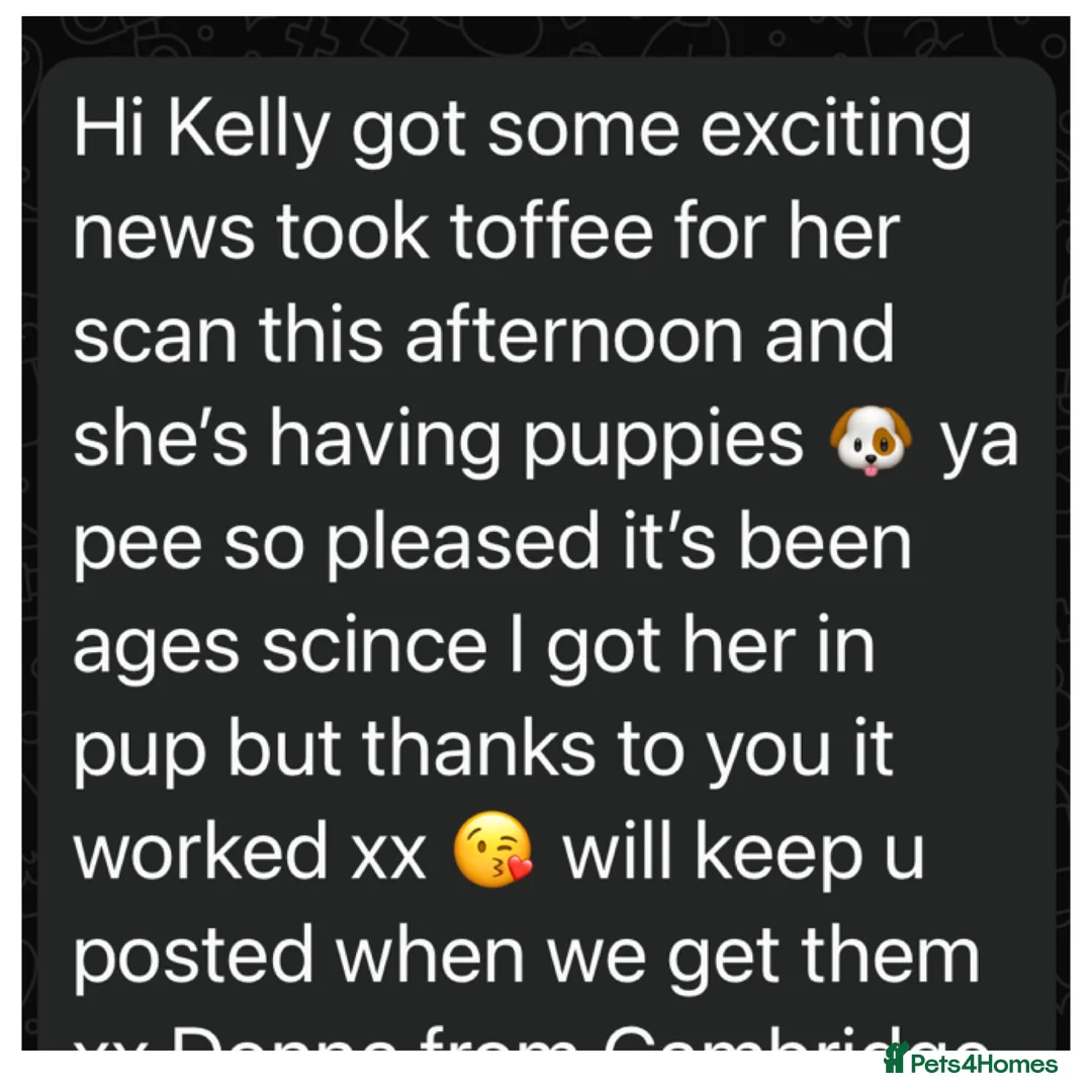 Toy Poodle dogs for stud: Kc Health tested fox red Toy poodle for stud - Advert 23