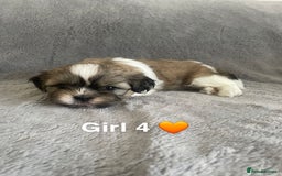 Shih Tzu dogs for sale: 🐶Shih tzu puppies for sale 🐶 - Image 5