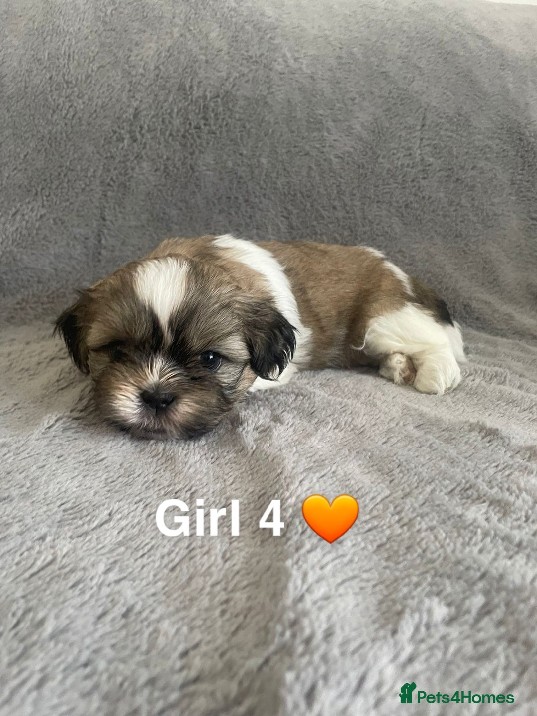 Shih Tzu dogs for sale: 🐶Shih tzu puppies for sale 🐶 - Image 5