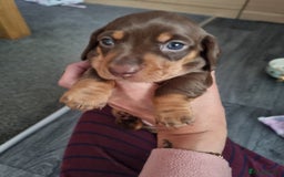 Miniature Dachshund dogs for sale: Miniature dachshunds  - Image 4