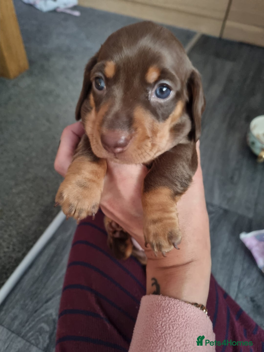 Miniature Dachshund dogs for sale: Miniature dachshunds  - Image 4