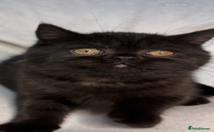 British Shorthair cats Full British short hair kittens - Advert 14