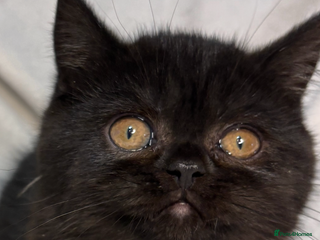 British Shorthair cats Full British short hair kittens - Advert 8