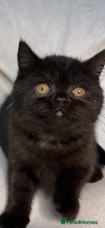 British Shorthair cats Full British short hair kittens - Advert 14