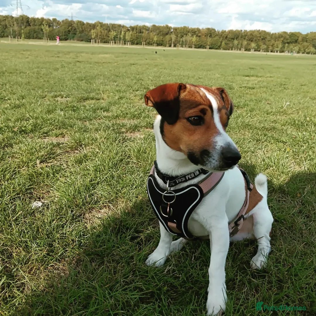 Jack Russell dogs for stud: PROVEN Jack Russell Terrier for Stud in Carshalton - Advert 2