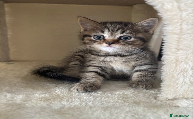 Scottish Fold cats - Advert 8