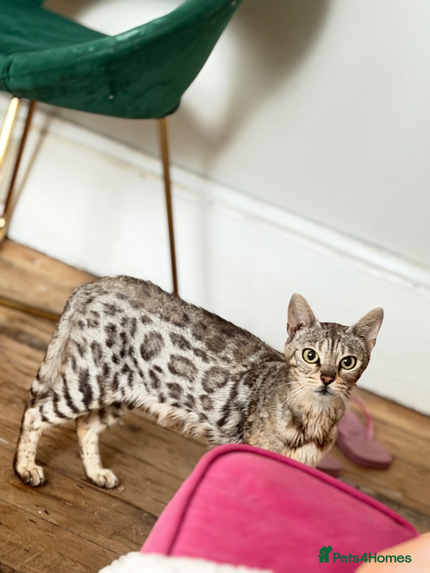 Mixed Breed cats Mix Bengal  - Advert 3