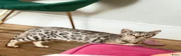 Mixed Breed cats for sale: Mix Bengal  - Advert 1