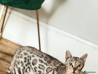 Mixed Breed cats Mix Bengal - Advert 1