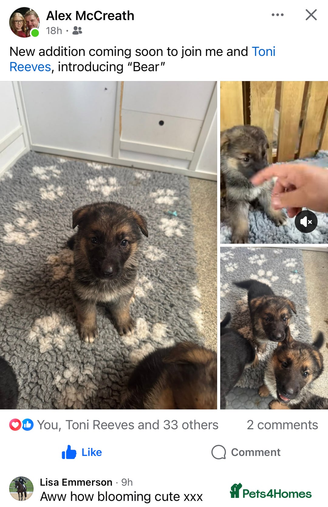 German Shepherd dogs for sale: 🐾 Beautiful  FEMALE –KC reg GERMAN SHEPHERDS 🐾 - Image 15