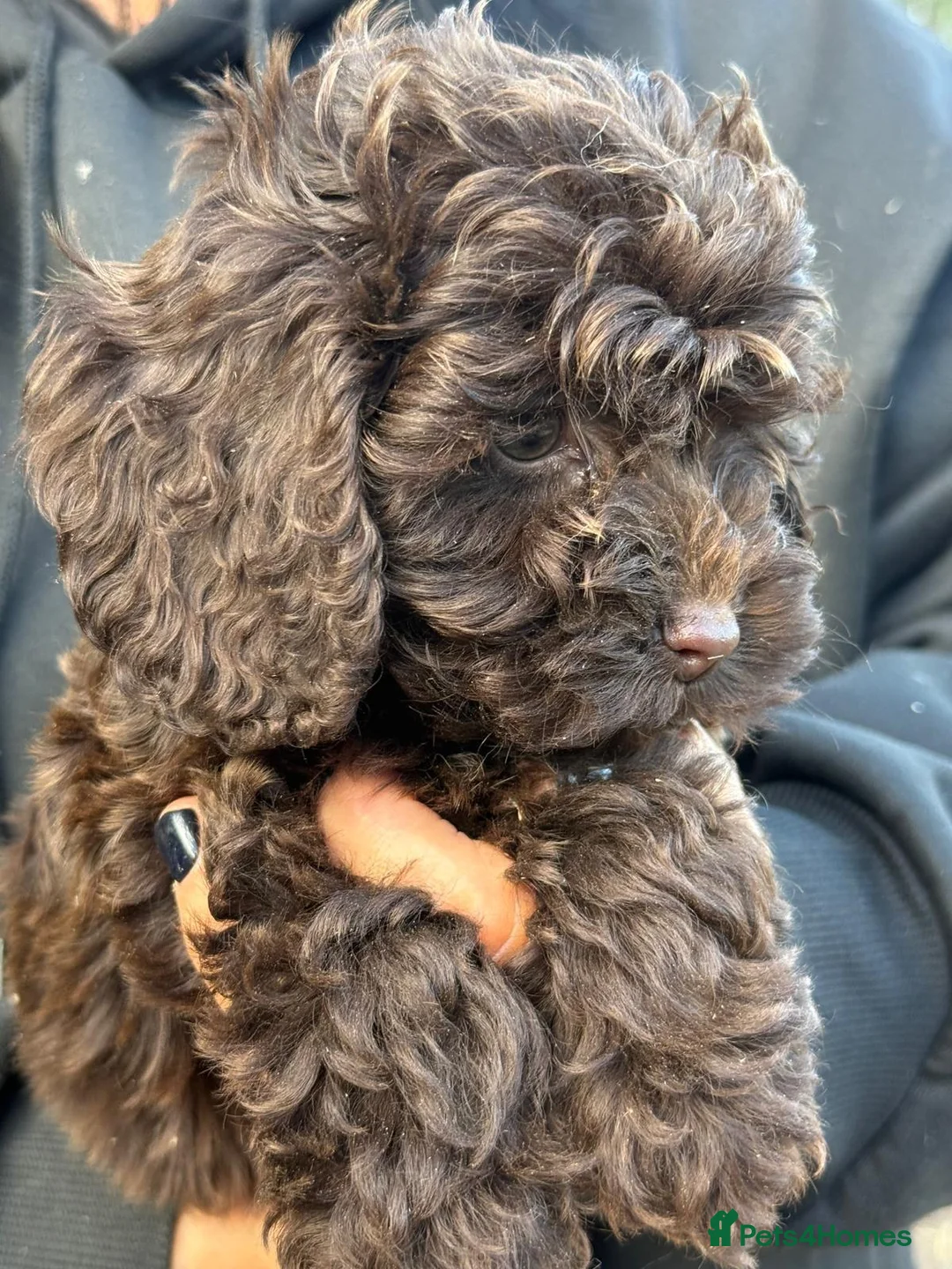 Cockapoo dogs for sale: Gorgeous little teddy bears - Advert 2
