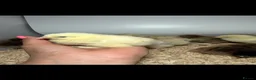 Chickens poultry for sale: USA Bearded silkies, Brahmas, Vorwerk  - Advert 9