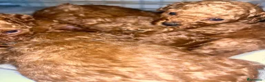 Cavapoo 8