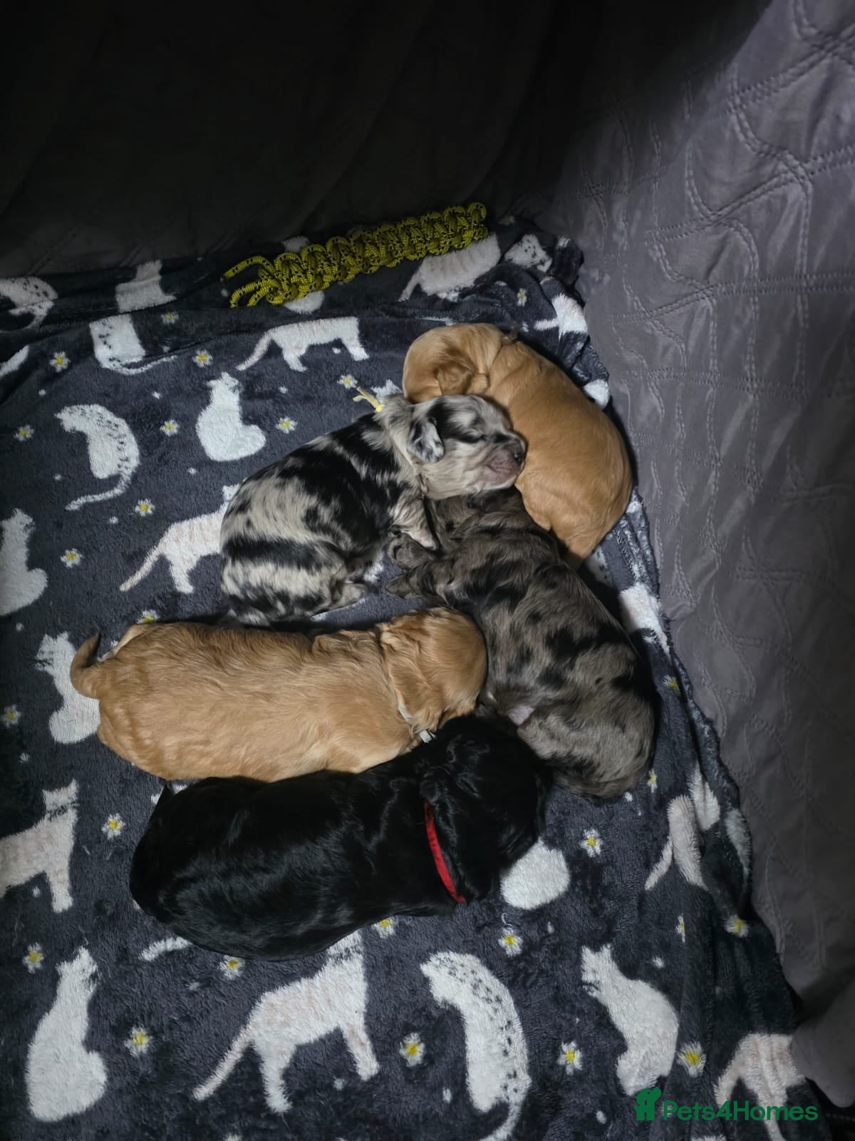 Cockapoo dogs for sale: Vet Health checked Cockapoo Puppies - Advert 11