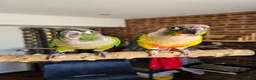 Conures birds for sale: Ricky & Cleo - Advert 11