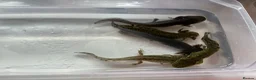 Axolotl reptiles for sale: Axolotl Jeuveniles  - Advert 4