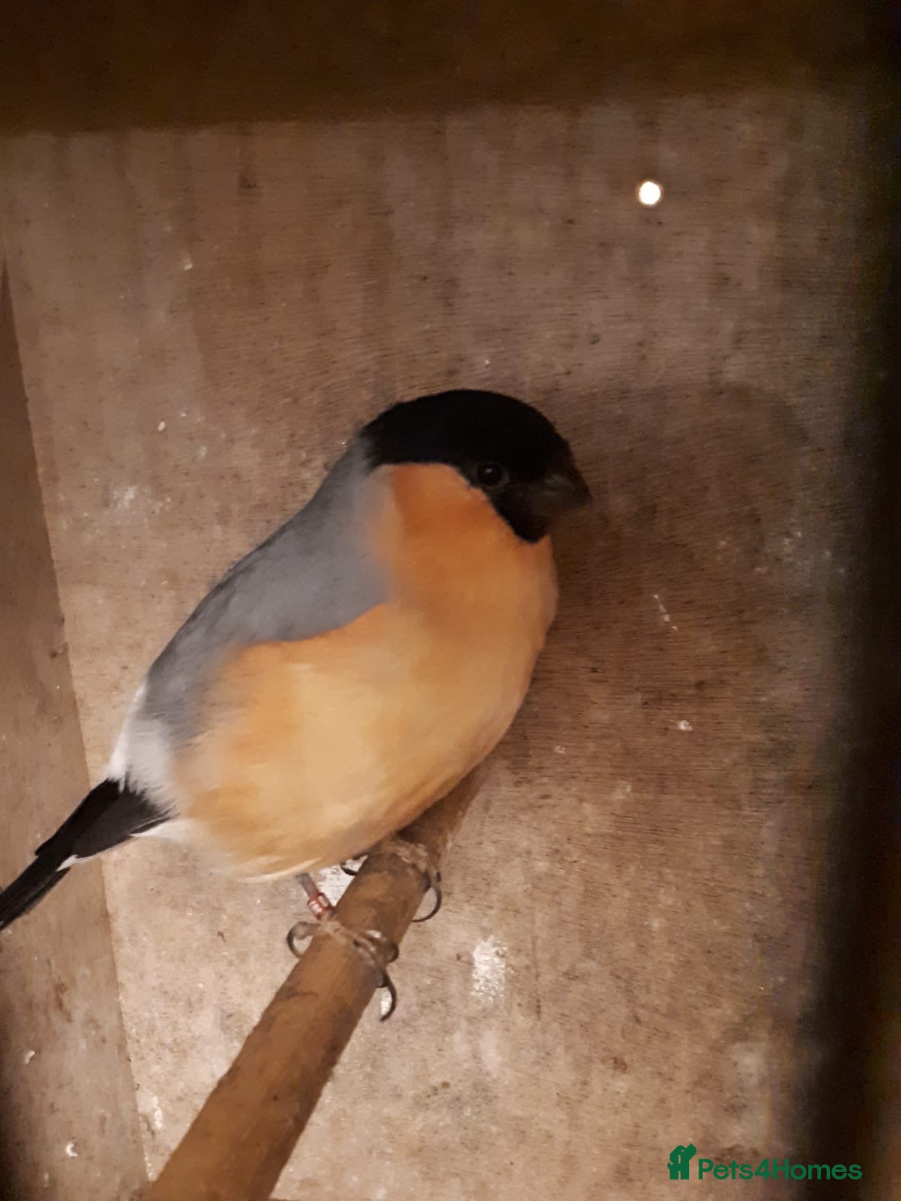 Finches birds Siberian cock bullfinch  - Advert 1