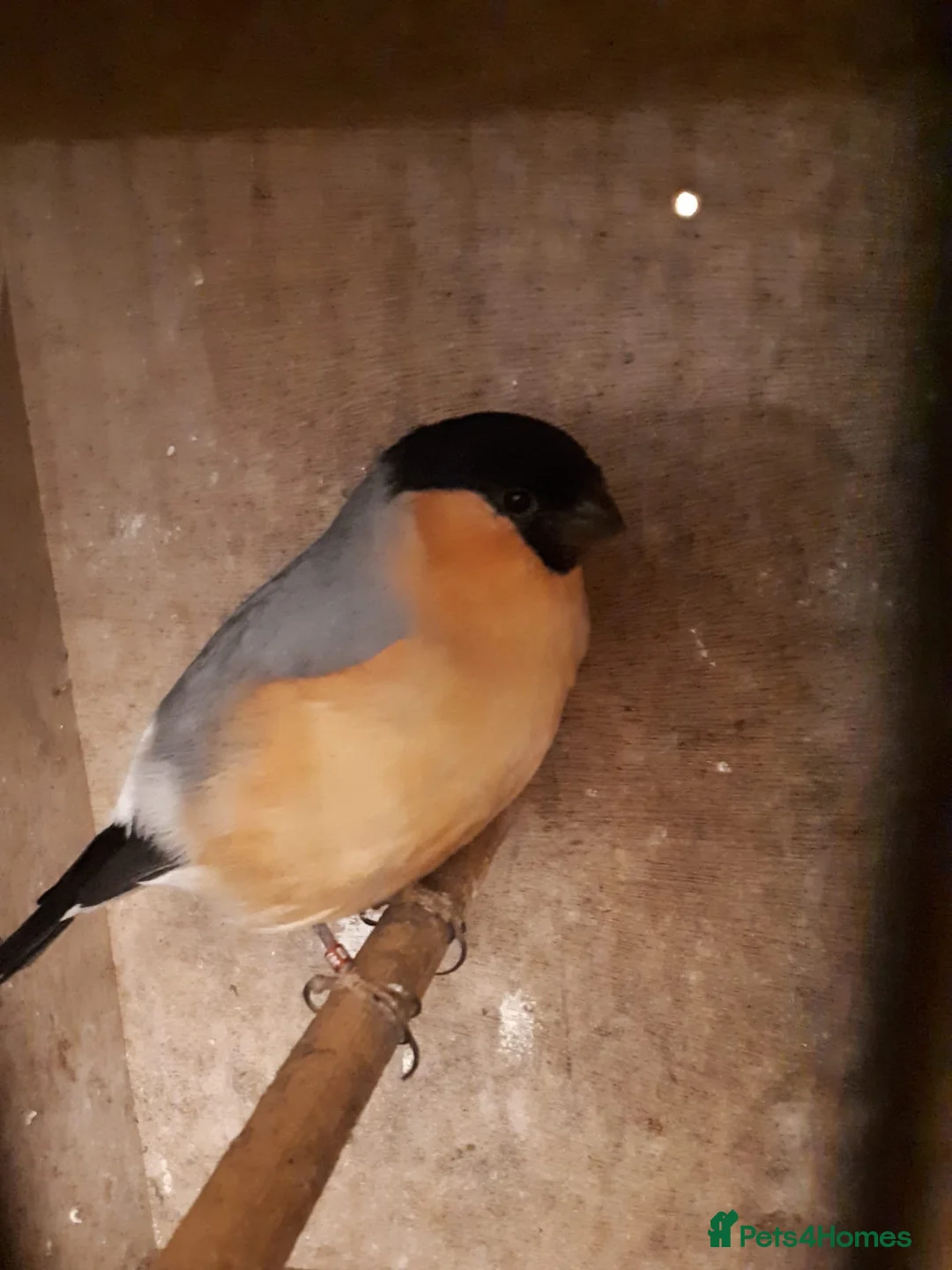 Finches birds for sale: Siberian cock bullfinch  - Advert 1
