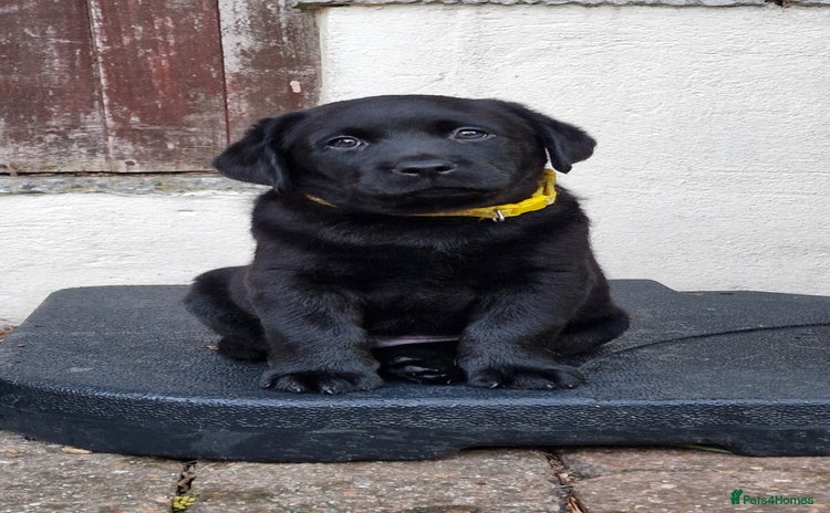 Labrador Retriever dogs - Advert 4