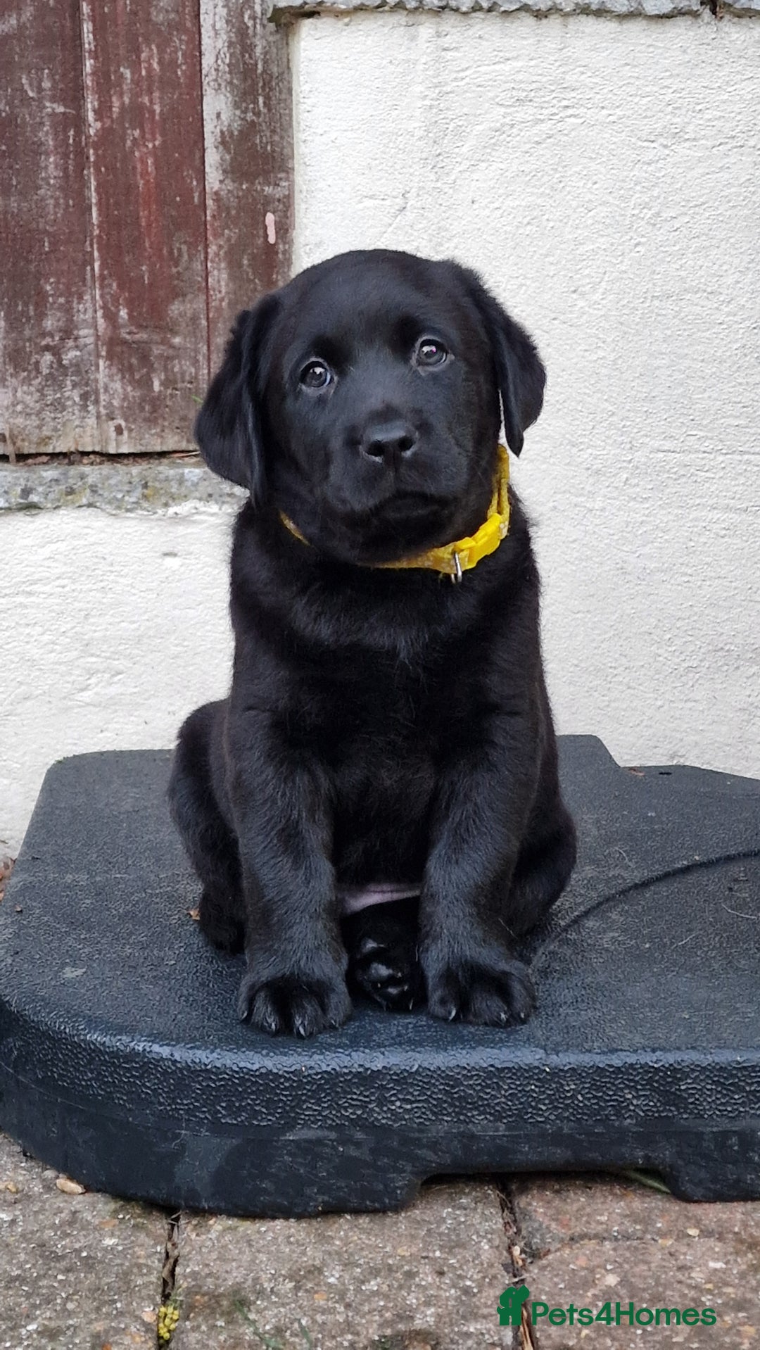 Labrador Retriever dogs for sale: Amalfilatte - Show Labrador Retriever Puppies - Image 1
