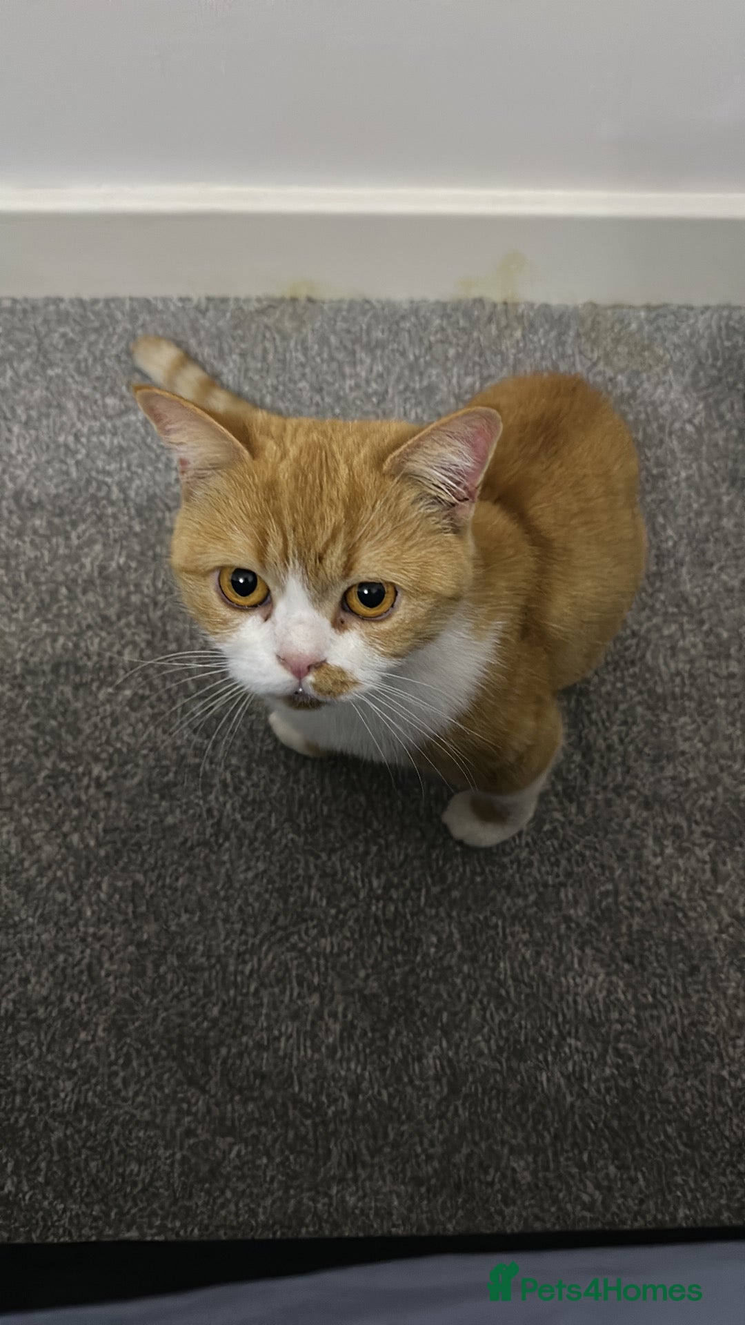 British Shorthair cats Scarlett 4 year old British short hair female - Advert 7