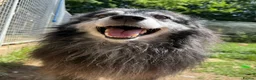 Mixed Breed dogs for adoption: Meet amazing MOOSE!!  - Advert 9