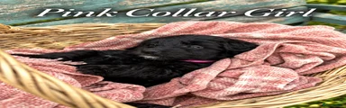 Pink Collar - Black Female 